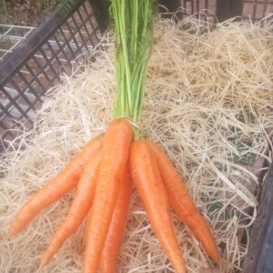 Carottes botte