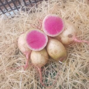 Radis red meat