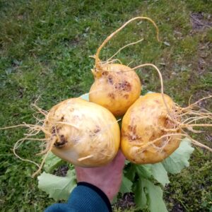 Navets boule d'or