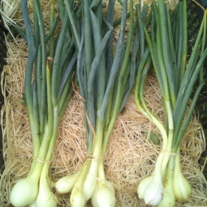 Oignons frais en botte