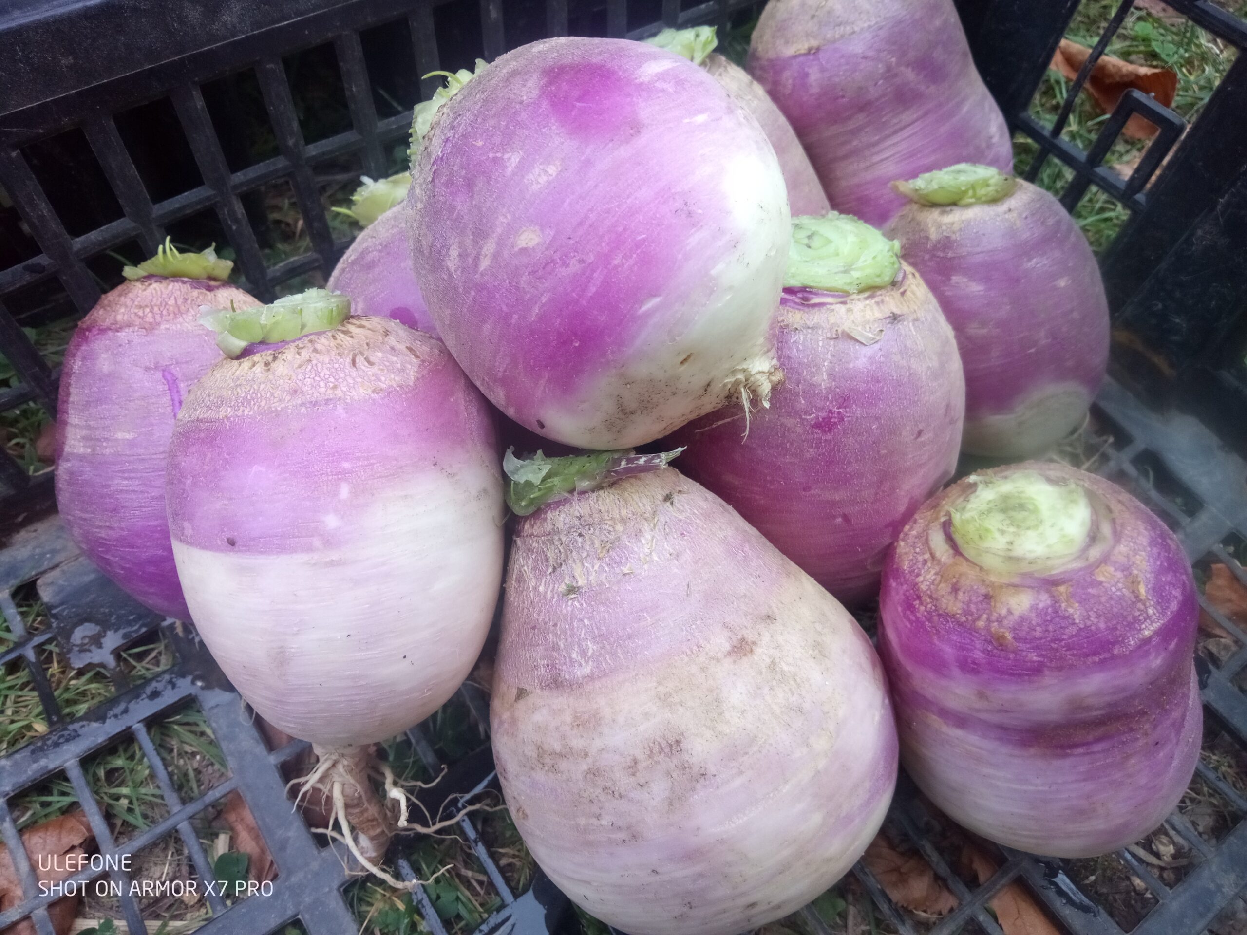 Navets Violets