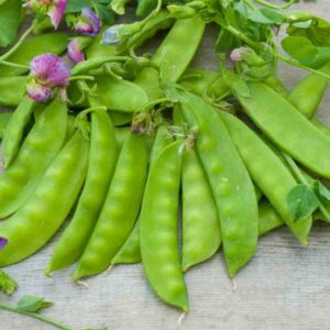 Pois Gourmand (100g)