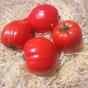 Tomates Coeur de Boeuf