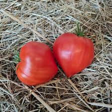 Plants de Tomates Coeur de Boeuf