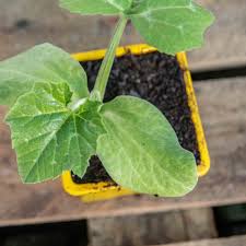 Plants de Courgettes