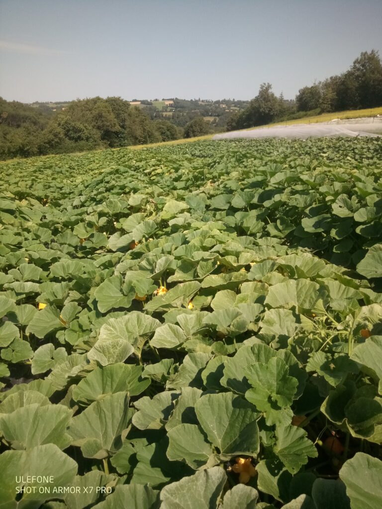 Potimarrons 2024