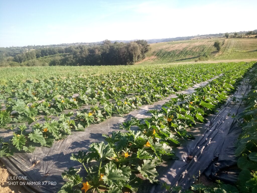 Courgettes plein champ 2024