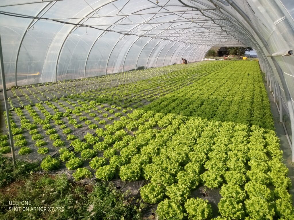 Salades d'automne 2024