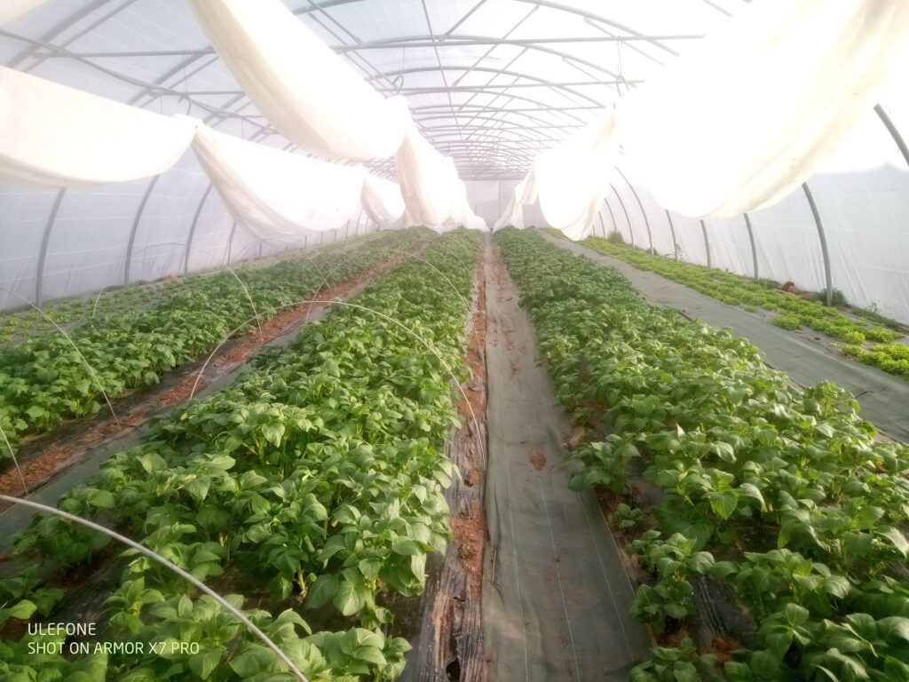 Pommes de terre primeur 14/03/2025
