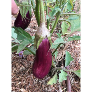 Plants d'Aubergines "de Toulouse"