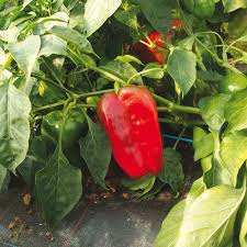 Plants de Poivrons "Doux d'espagne"