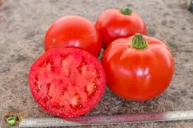 Plants de Tomates "Merveille des marchés"