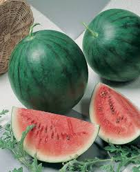 Plants de Pastèques "Sugar Baby"