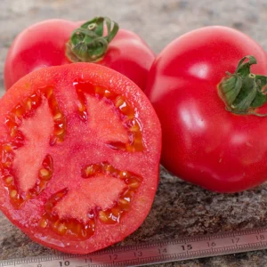 Plants de Tomates "Rose de Berne"