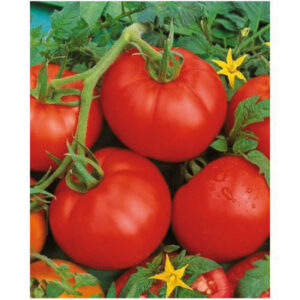 Plants de Tomates Déterminées "Ace 55"