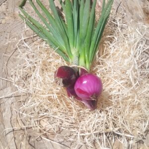 Oignons Rouge frais en botte