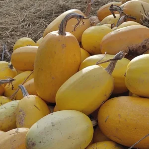 Courges Spaghetti